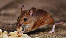 24 Hour & Emergency Exterminators in Lakewood, TX